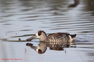 Pink-Eared Duck (Malacorynchus membranaceous)